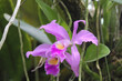 Purple cattleya labiata orchid flower on blurred green leaves and plants background