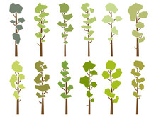 Set Of Simple Vector Images Of Tall Pine Trees With Bare Trunk (cedar) In Flat Design.