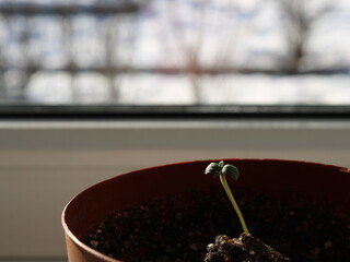 Wall Mural - the beginning of the growth of a marijuana plant in potting soil on the windowsill in an apartment, the germination of cannabis from a seed in a pot, personal cultivation of cannabis at home