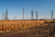 A Large Number Of Electric Poles With High-voltage Wires Are In The Middle Of A Field With Dry Corn Plants. A Plowed Field In The Foreground.