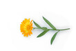 ringelblume - calendula liegt auf weißem Hintergrund, 3d-Effekt