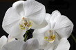 White orchid isolated on black background. Beautiful flower
