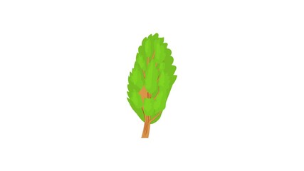 Poster - Poplar tree icon animation best cartoon object on white background