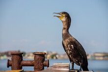 Great Cormorants Resting On Old Rusty Pier By The Sea