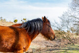 Fototapeta Konie - Close up shot of wild horses in New Forest National Park