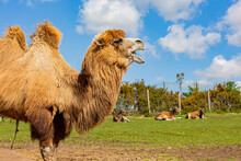 Close Up Shot Of Cute Bactrian Camel In West Midland Safari Park