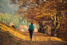 Female Hiker Walking Under The Rays Of The Morning Sun In The Mountain Forest. Woman Backpacker Walking By The Touristic Path In Autumn. Travel And Wanderlust Concept. Back View