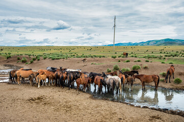 Sticker - a herd of horses at a waterhole