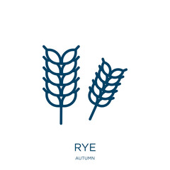 Poster - rye icon from autumn collection. Thin linear rye, grain, cereal outline icon isolated on white background. Line vector rye sign, symbol for web and mobile