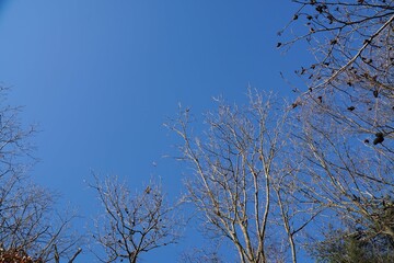 Wall Mural - trees in the sky