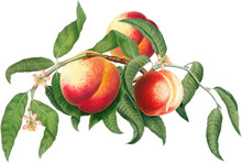 Fruit Arrangement With Peach Fruits, Blossom And Green Leaves, Vintage Botanical Illustration