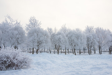 Wall Mural - Winter landscape, trees in the snow