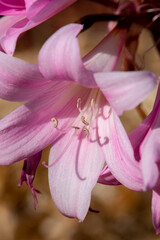 Wall Mural - Naked Lady lily, also called Belladonna Amaryllis or Jersey lily