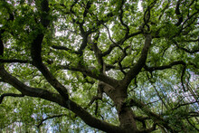 Summer Tree Canopy