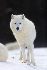  male Arctic wolf (Canis lupus arctos) frontal portrait in winter landscape