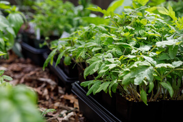 Wall Mural - Trays of plant and flower seedlings started indoors outside in the process of hardening off in spring in a home garden. Collection includes a variety of tomato and basil seedlings.