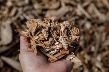 Hand holding a pile of arborist wood chips, a sustainable natural mulch made from tree bark and branches, that decomposes and feeds the soil