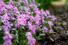 Creeping Phlox, 'Fort Hill', A Perennial Ground Cover, Blooming With Pink And Purple Flowers In Spring