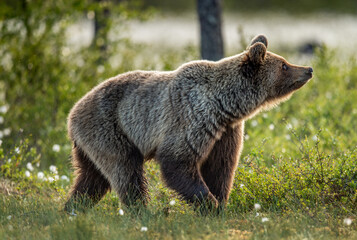 Wall Mural - Brown bear in the summer forest at sunrise. Scientific name: Ursus arctos. Wild nature. Natural habitat..