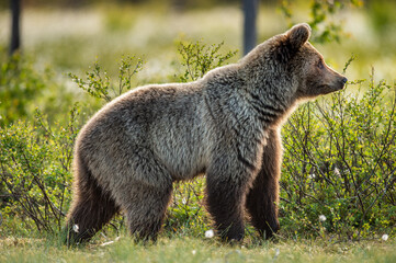 Wall Mural - brown bear in the summer forest at sunrise. scientific name: ursus arctos. wild nature. natural habi