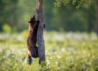 Poster - Wolverine climbing on the pine tree. Sunset light. Wild nature. Natural habitat. Scientific name: Gulo Gulo