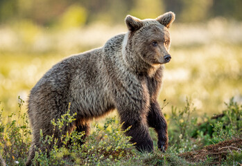 Wall Mural - Brown bear walking in the summer forest at sunrise. Scientific name: Ursus arctos. Wild nature. Natural habitat.