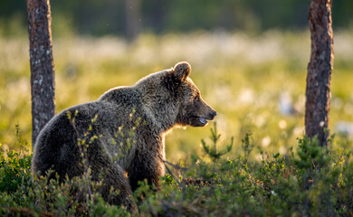 Wall Mural - brown bear at dawn the in summer forest. side view. scientific name: ursus arctos. wild nature. natu