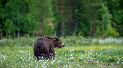 Wall Mural - adult wild brown bear on the swamp in the summer forest. dominant male. wild nature. natural habitat