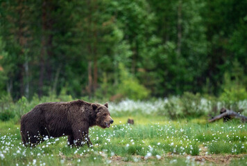 Poster - Adult wild Brown bear on the swamp in the summer forest. Dominant male. Wild nature. Natural habitat.