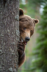 Wall Mural - the bear is hiding behind a tree. close-up portrait. adult wild brown bear in the summer forest. dom