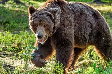 Wall Mural - Adult wild Brown bear in the summer forest. Dominant male. Front view. Green natural background. Wild nature. Natural habitat. .