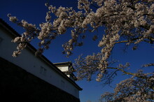 Hikone-jo Castle In Cherry Blossom Season