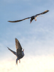 Wall Mural - Showdown in the sky. Common Terns interacting in flight. Adult common terns in flight  in sunset light on the sky background. Scientific name: Sterna hirundo.