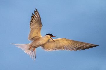 Wall Mural - Adult common tern with open beak in flight in sunset light on the blue sky background. Close up. Scientific name: Sterna hirundo.