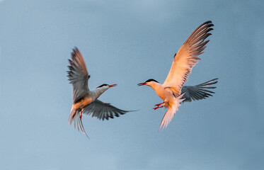 Wall Mural - Showdown in the sky. Common Terns interacting in flight. Adult common terns in flight  in sunset light on the sky background. Scientific name: Sterna hirundo.