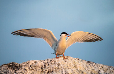 Wall Mural - Tern with spread wings landing on a stone. Adult common tern in sunset light on the blue sky background. Close up, front view.   Scientific name: Sterna hirundo