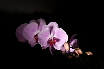  iconic purple flower orchid (guaria morada)