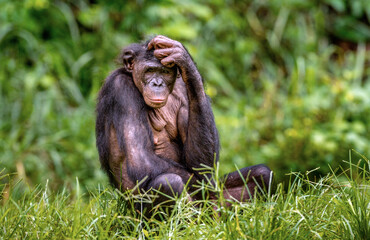 Wall Mural - the bonobo female sitting on the grass. green natural background. the bonobo, scientific name: pan p