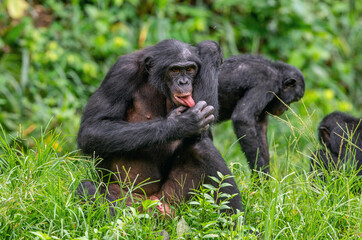 Wall Mural - the bonobo male sitting on the grass and licks his hand. green natural background. the bonobo, scien