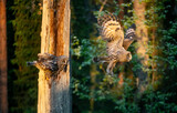Fototapeta Zwierzęta - The owls feeds the chicks sitting in the nest in the hollow of an old tree. The Ural owl (Strix uralensis). Sunrise light. Summer forest. Natural habitat.