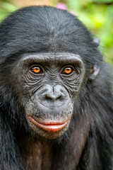 Wall Mural - closeup portrait of bonobo. the bonobo, scientific name: pan paniscus, earlier being called the pygm