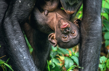Wall Mural - bonobo with baby. bonobo cub on mother's chest. scientific name: pan paniscus, earlier being called 