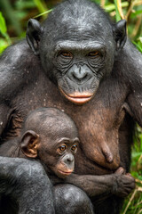 Wall Mural - bonobo with baby. scientific name: pan paniscus, called the pygmy chimpanzee. democratic republic of