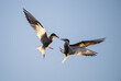Showdown in the sky. Common Terns interacting in flight. Adult common terns in flight  in sunset light on the sky background. Scientific name: Sterna hirundo.