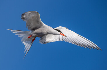 Wall Mural - Adult common tern in flight.  . Close up. Scientific name: Sterna hirundo