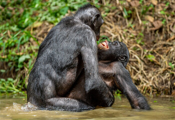 Wall Mural - bonobos having sex in the water. scientific name: pan paniscus, earlier being called the pygmy chimp