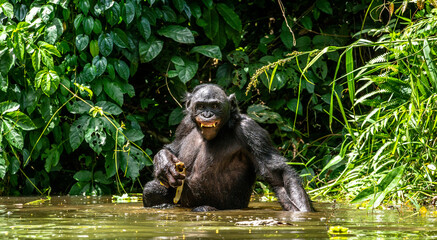 Wall Mural - the bonobo in the water. scientific name: pan paniscus, earlier being called the pygmy chimpanzee. d