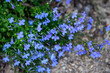 Beautiful lobelia 'blue carpet' flowers blooming in spring as a border or groundcover