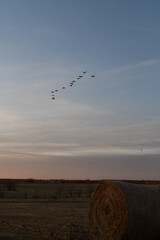 Canvas Print - Geese Flying in a Gray Cloudy Sky