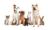 Fototapeta Koty - Group of cute pets on white background
